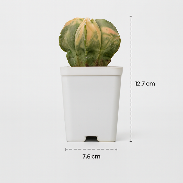 Astrophytum nudum quricostum variegated