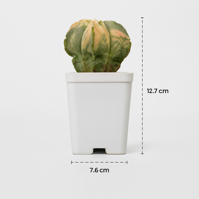 Astrophytum nudum quricostum variegated