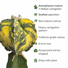 Astrophytum nudum × Hakun variegated