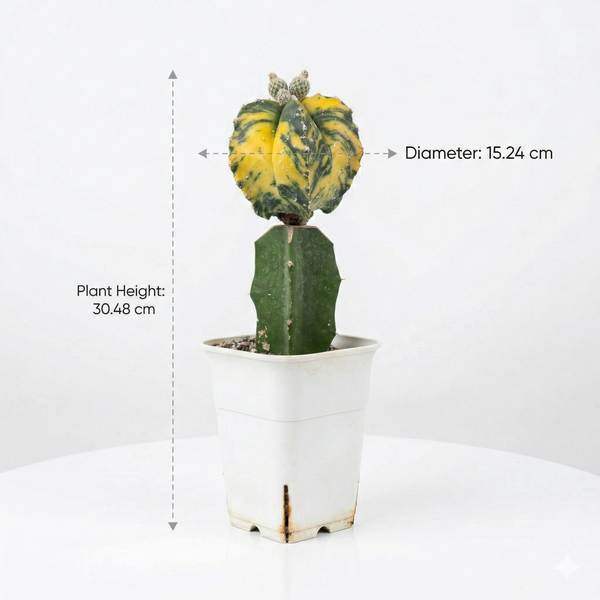 Astrophytum nudum × Hakun variegated