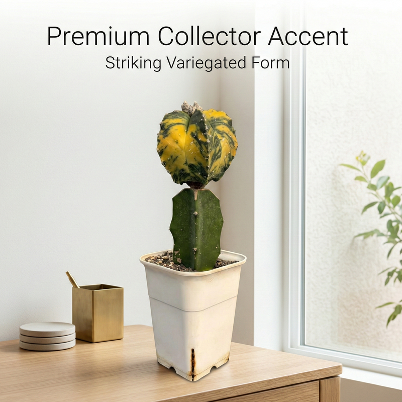 Astrophytum nudum × Hakun variegated