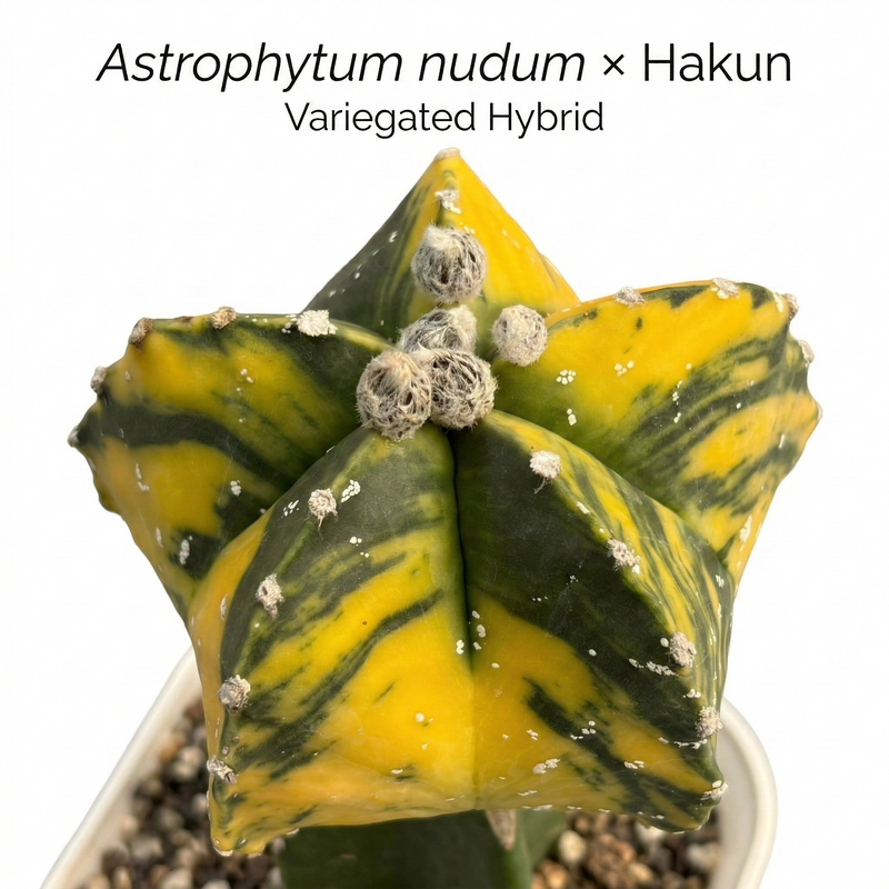 Astrophytum nudum × Hakun variegated