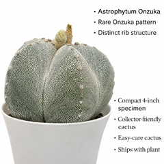 Astrophytum onzuka