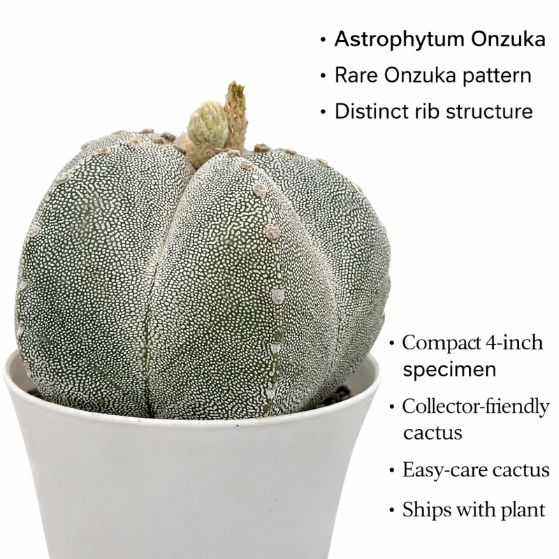Astrophytum onzuka