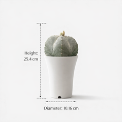 Astrophytum onzuka