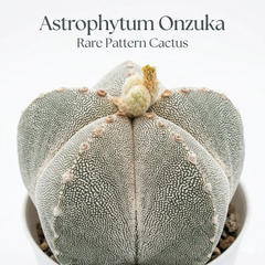 Astrophytum onzuka
