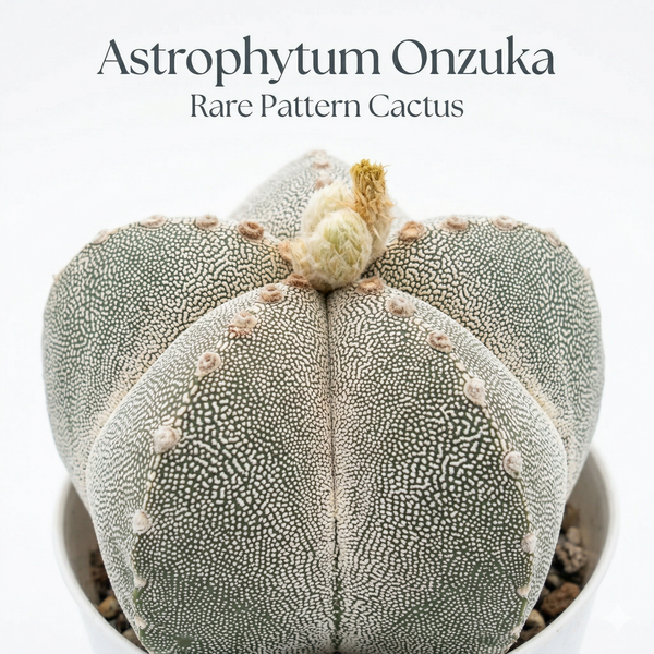 Astrophytum onzuka