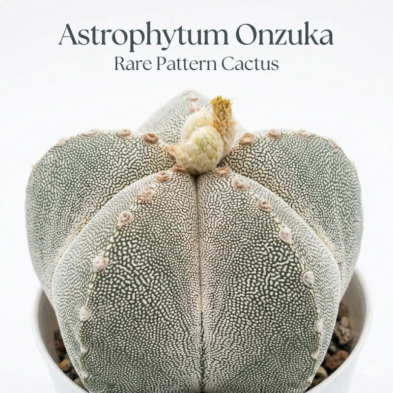Astrophytum onzuka