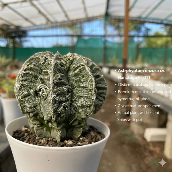 Astrophytum onzuka cv hanakago F.0011