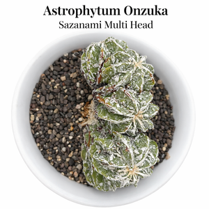 Astrophytum onzuka cv Sazanami multi head – Samarth Cactus Nursery