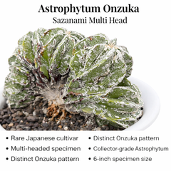 Astrophytum onzuka cv Sazanami multi head