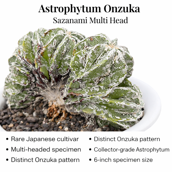 Astrophytum onzuka cv Sazanami multi head