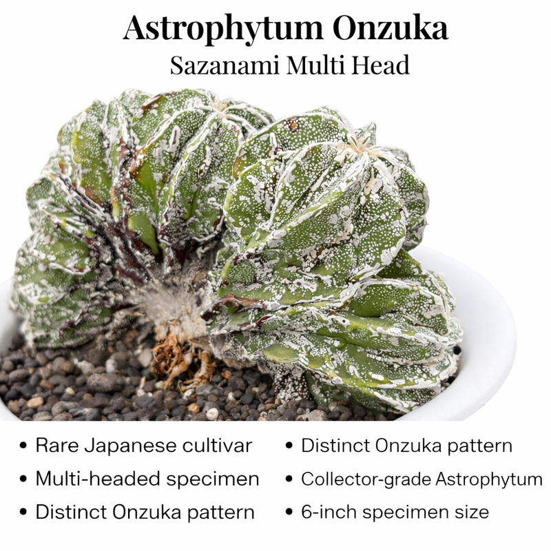 Astrophytum onzuka cv Sazanami multi head