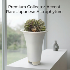Astrophytum onzuka cv Sazanami multi head