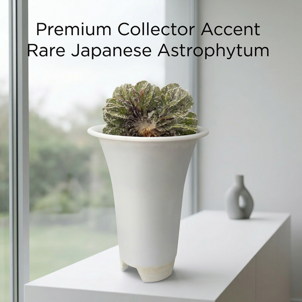 Astrophytum onzuka cv Sazanami multi head