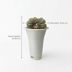 Astrophytum onzuka cv Sazanami multi head