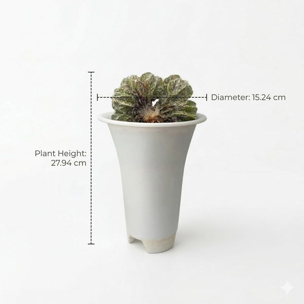 Astrophytum onzuka cv Sazanami multi head