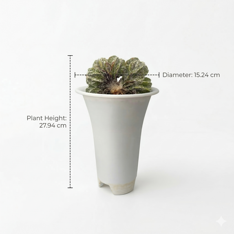 Astrophytum onzuka cv Sazanami multi head
