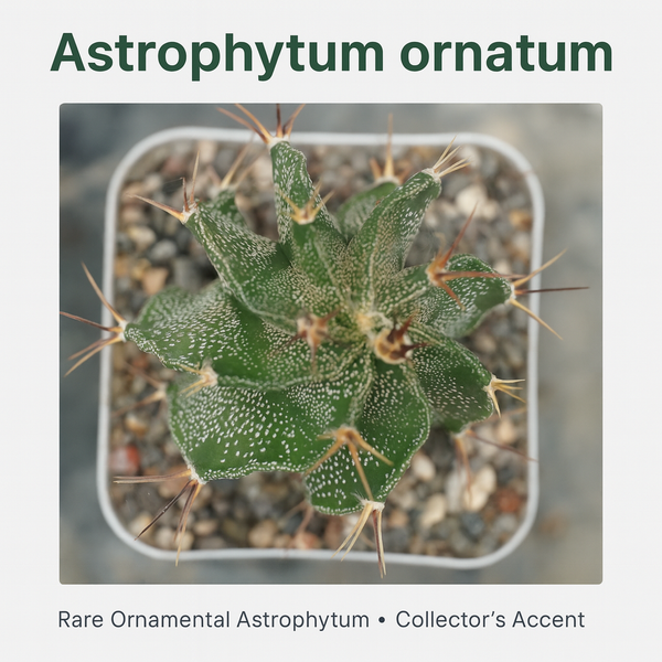 Astrophytum ornatum