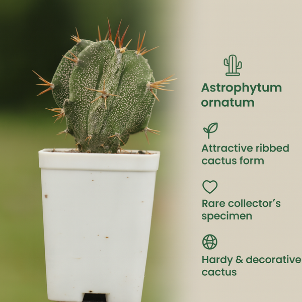 Astrophytum ornatum