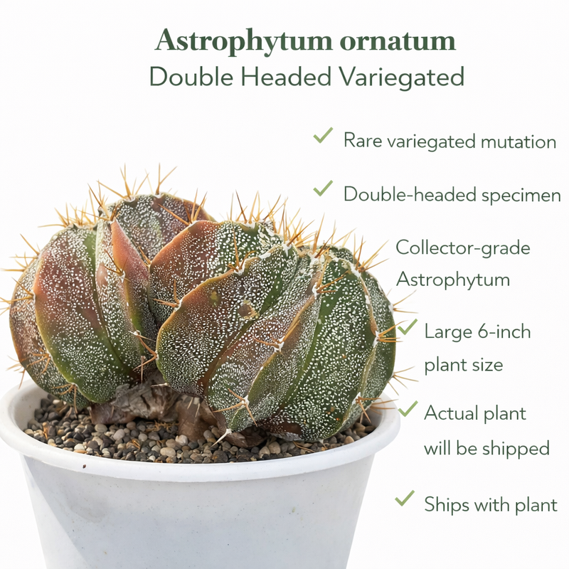 Astrophytum ornatum double headed variegated