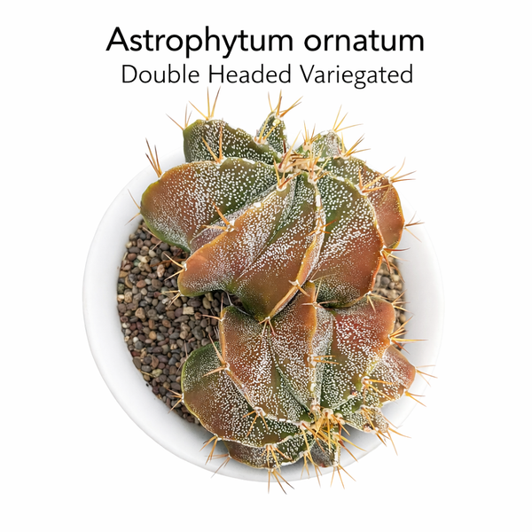 Astrophytum ornatum double headed variegated