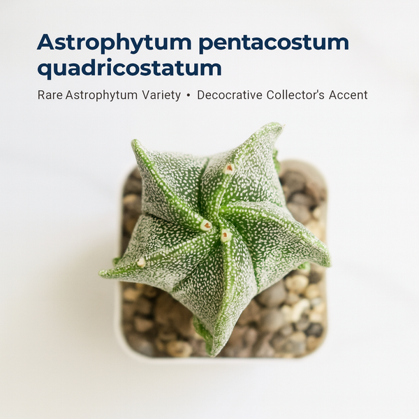 Astrophytum pentacostum quadricostatum