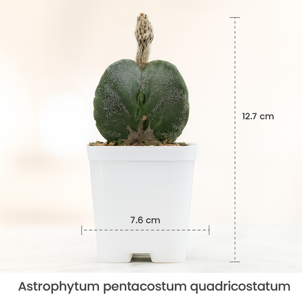 Astrophytum pentacostum quadricostatum