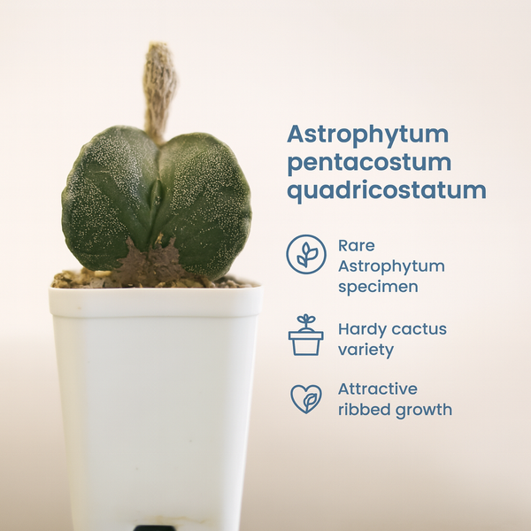 Astrophytum pentacostum quadricostatum