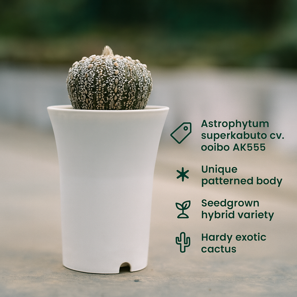 Astrophytum superkabuata cv ooibo Ak555