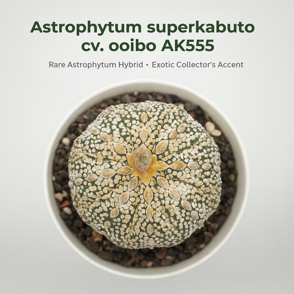 Astrophytum superkabuata cv ooibo Ak555