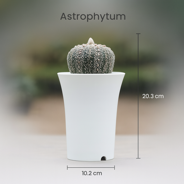 Astrophytum superkabuata cv ooibo Ak555
