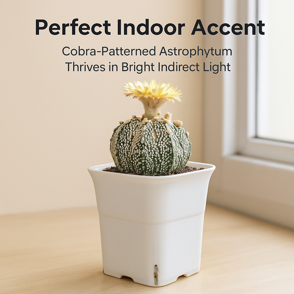 Astrophytum super kabuto Cobra Skin (SK.577)