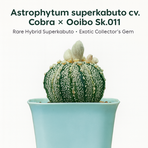 Astrophytum superkabuata cv cobra + ooibo Sk.011