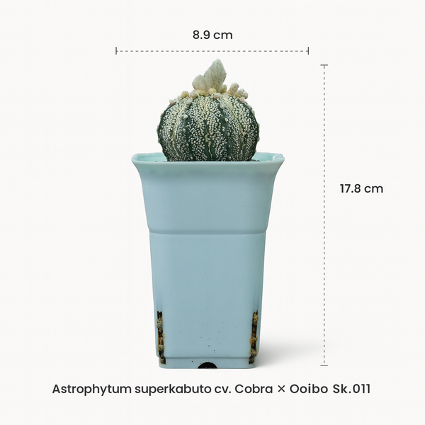 Astrophytum superkabuata cv cobra + ooibo Sk.011