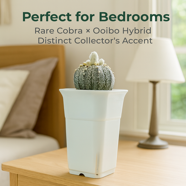 Astrophytum superkabuata cv cobra + ooibo Sk.011