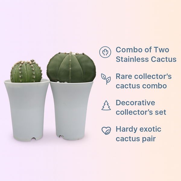 Combo of two stainless cactus