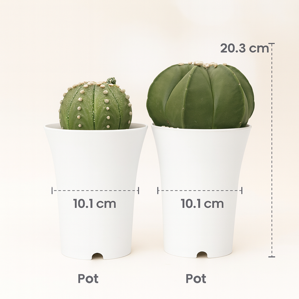 Combo of two stainless cactus