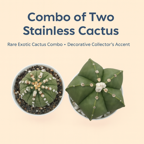 Combo of two stainless cactus