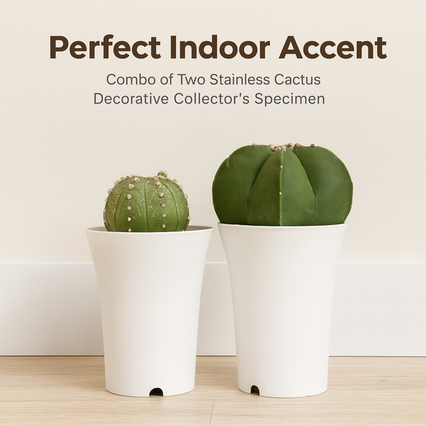 Combo of two stainless cactus