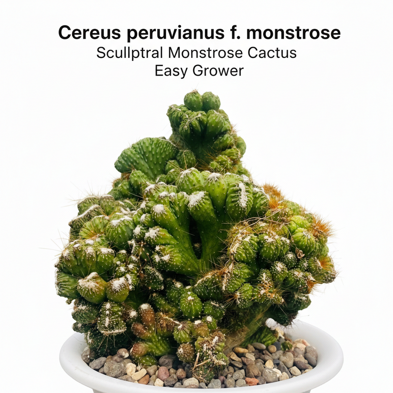 Cereus Peruvianus Fa. Monstrose
