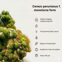 Cereus Peruvianus Fa. Monstrose