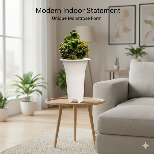 Cereus Peruvianus Fa. Monstrose