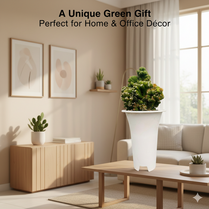 Cereus Peruvianus Fa. Monstrose