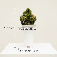 Cereus Peruvianus Fa. Monstrose