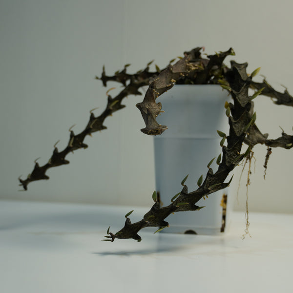 Ceropegia armandii