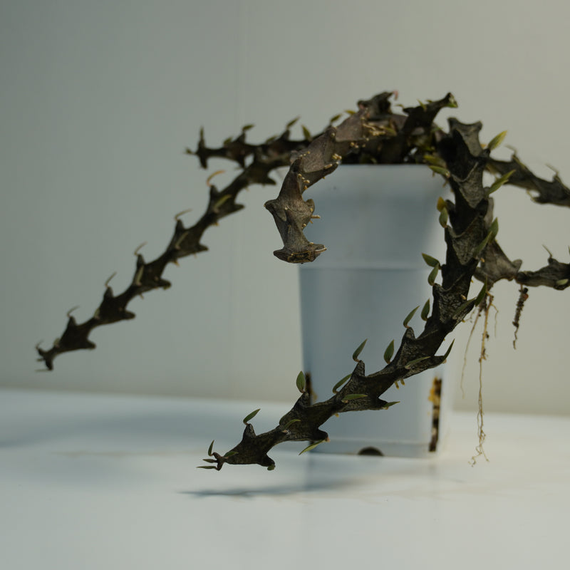 Ceropegia armandii