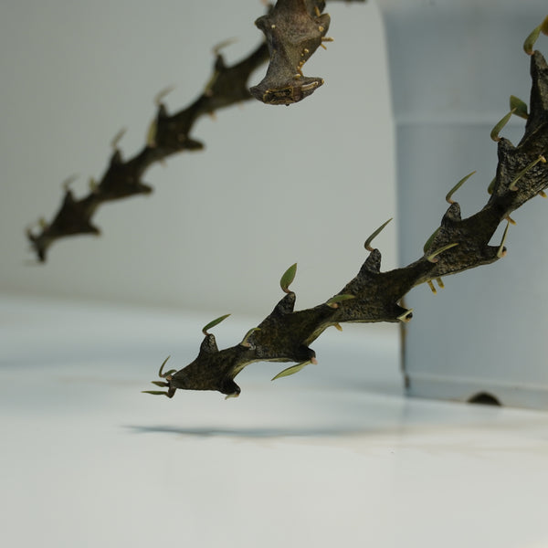 Ceropegia armandii
