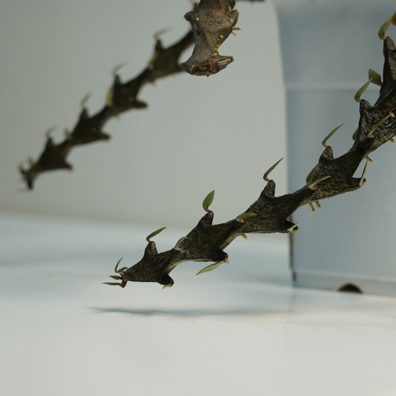 Ceropegia armandii