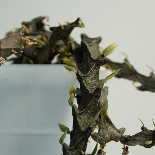 Ceropegia armandii